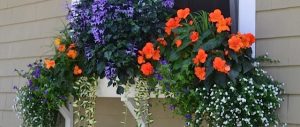 container garden in wood window box