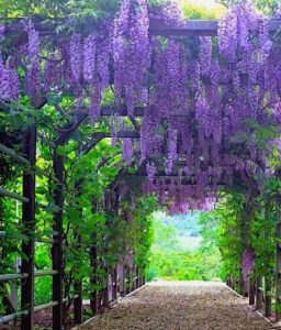 wisteria vines on pergola alley