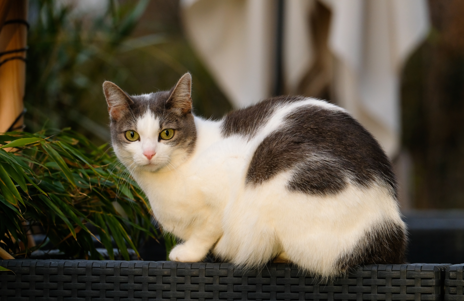 cat sitting on outdoor chair how to keep off