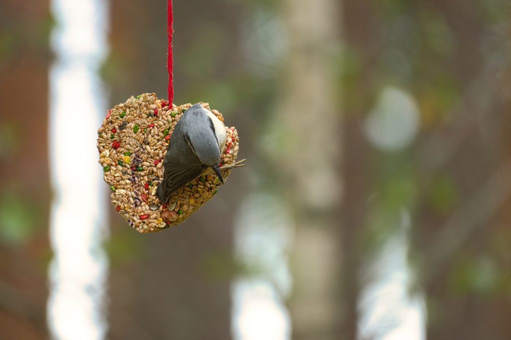 Bird observed at a handmade feeder heart feeding in the forest.