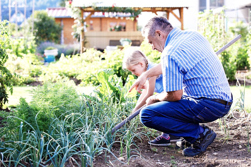 grandfather and child planting a garden